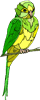 budgie