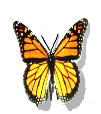 butterfly