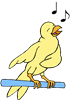 canary