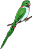 cockatiel
