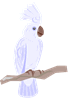 cockatoo