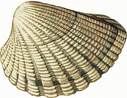 cockle