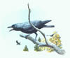 crow