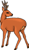 deer