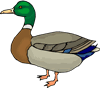 duck