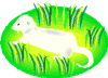 ferret
