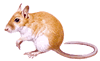 gerbil
