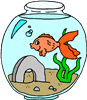 goldfish
