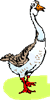 goose