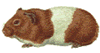 guinea pig