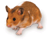 hamster