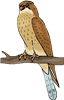 hawk