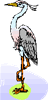 heron