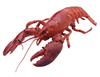 lobster