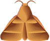 moth