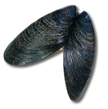 mussle