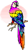 parrot