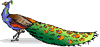 peacock