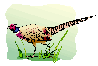 pheasant