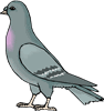 pigeon
