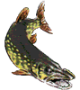 pike