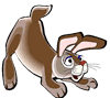 rabbit