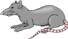 rat