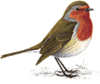 robin