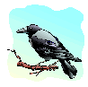 rook