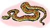 snake