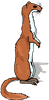 stoat