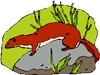 weasel